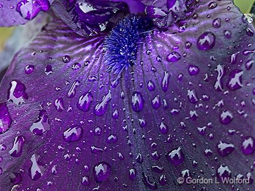 Wet Purple Iris Petal_P1130494.jpg - Photographed at Smiths Falls, Ontario, Canada.